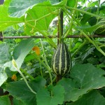 Recipe for Summer's Smash: A Zucchini Mash