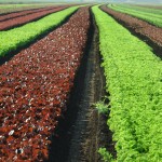 Fresh Express Recalls Packaged Salad Mix: Possible Listeria