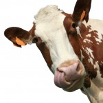 Recall: Fluid Milk from NY Dairy. Incomplete Pasteurization.  Eeeeek.