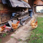 Family Farmers Face Unfair Competition from 'Organic' Factory Farms