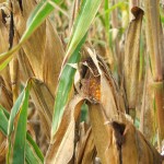 Does Changing High Fructose Corn Syrup's Name Change the Health Consequences?