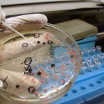 Dr. Salerno talks about Systemic yeast, also known as Candida and its relationship to weight loss