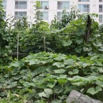 Gardening Angels Prove We Can Get Good Food Without Relying on Corporate Agriculture