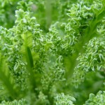 Recipe: Wilted Kale with Shitake Mushrooms and Garlic