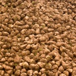 Love the Judge Who Saved us From Genetically Modified Sugar Beets