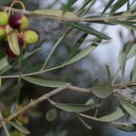 California Olive Ranch Reserve EVOO For A Great Christmas Gift