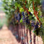 Resveratrol Benefits Questioned