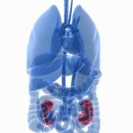 High-Fat, Low-Carb Diet May Reverse Kidney Failure in Diabetics