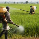 Vitamins E and C May Protect Against Pesticide-Induced Brain Toxicity 