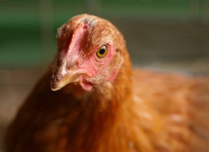 American Chicken Banned in Russia