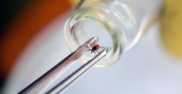Testing for Lyme